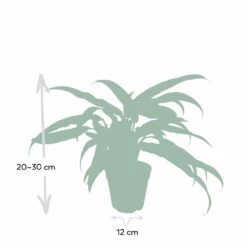 Aglaonema Cutlass - H30cm, ø12cm - Plante D'intérieur 10 Aglaonema Cutlass - H30cm, ø12cm - Plante D'intérieur -Terre et Verdure c9dc5e5418892025