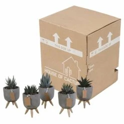 Gasteria, Haworthia Et Leurs Caches-pots, Box De 5 Plantes - H11cm, ø6,5cm - Plantes D'intérieur -Terre et Verdure ca78553d44d0f269