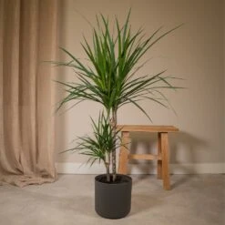 Dracaena Marginata - H70cm, ø17cm - Grande Plante D'intérieur -Terre et Verdure cacc9b3f72ce6aef