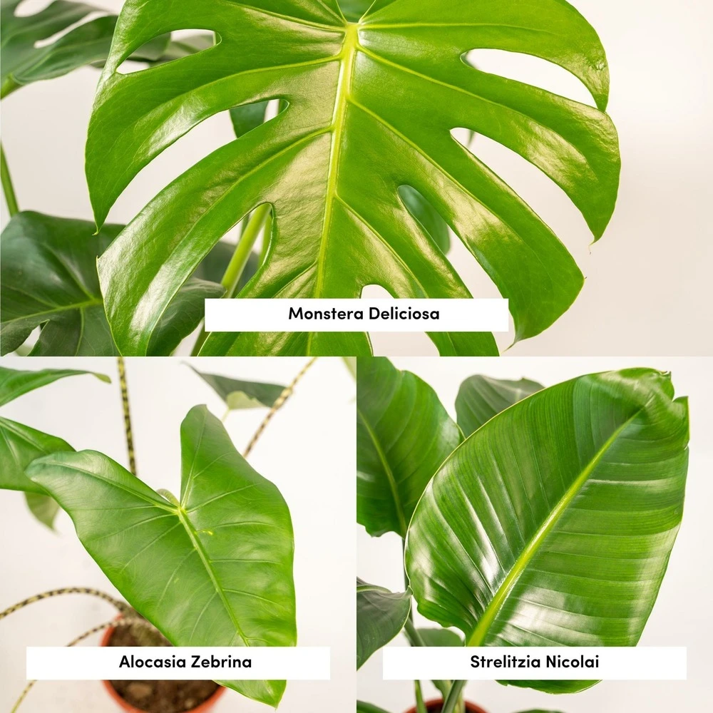 Delicious Monstera, Alocasia Zebrina, Strelitzia Nicolai - Plantes D'intérieur 5 Delicious Monstera, Alocasia Zebrina, Strelitzia Nicolai - Plantes D'intérieur – Image 3