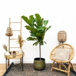 Ficus Lyrata Xl - H150cm, ø30cm - Très Grande Plante D'intérieur -Terre et Verdure cbf3a6952e7e701c