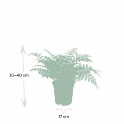 Asplenium Parvati - H30cm, ø17cm - Plante D'intérieur -Terre et Verdure cc2153ee3557ed44