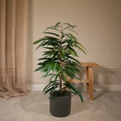 Ficus Amstel King - H100cm, ø21cm - Très Grande Plante D'intérieur -Terre et Verdure cd1ff1f41b0708b9