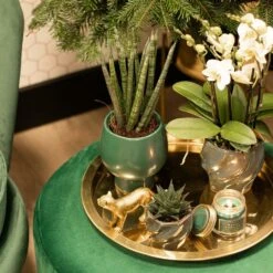 Haworthia Limifolia - ø6cm - H11cm, ø6cm - Plante D'intérieur 8 Haworthia Limifolia - ø6cm - H11cm, ø6cm - Plante D'intérieur -Terre et Verdure cd5baa913a552277