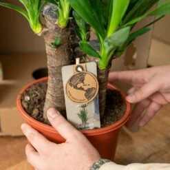 Yucca - H90cm, ø17cm - Grande Plante D'intérieur -Terre et Verdure cd75224d45c0ed46