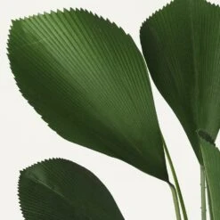 Palmier Artificiel Cuillère Licuala 110cm 9 Palmier Artificiel Cuillère Licuala 110cm -Terre et Verdure cd7baedf06194b5b