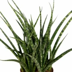 Sansevieria Fernwood Punk - H30cm, ø12cm - Plante D'intérieur Sans Entretien 9 Sansevieria Fernwood Punk - H30cm, ø12cm - Plante D'intérieur Sans Entretien -Terre et Verdure cda90238b05458e8