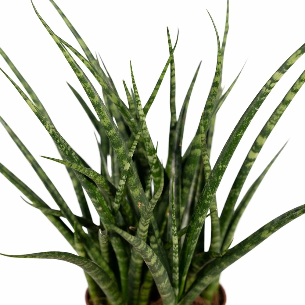 Sansevieria Fernwood Punk - H30cm, ø12cm - Plante D'intérieur Sans Entretien 5 Sansevieria Fernwood Punk - H30cm, ø12cm - Plante D'intérieur Sans Entretien – Image 3