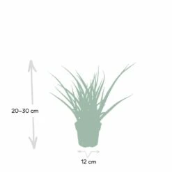 Sansevieria Fernwood Punk - H30cm, ø12cm - Plante D'intérieur Sans Entretien 10 Sansevieria Fernwood Punk - H30cm, ø12cm - Plante D'intérieur Sans Entretien -Terre et Verdure ce253637df77bdc2