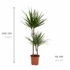 Dracaena Marginata - H100cm, ø19cm - Très Grande Plante D'intérieur -Terre et Verdure cf8d0162456f62c4