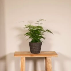 Asparagus Plumosus - H35cm, ø12cm - Plante D'intérieur -Terre et Verdure d0293b614df2de90