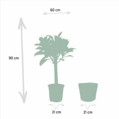 Ficus Elastica Melany, Ficus Benghalensis Audrey Et Leurs Paniers Noirs, Duo De Plantes - Grandes Plantes D'intérieur 11 Ficus Elastica Melany, Ficus Benghalensis Audrey Et Leurs Paniers Noirs, Duo De Plantes - Grandes Plantes D'intérieur -Terre et Verdure d392f1d78de46b53