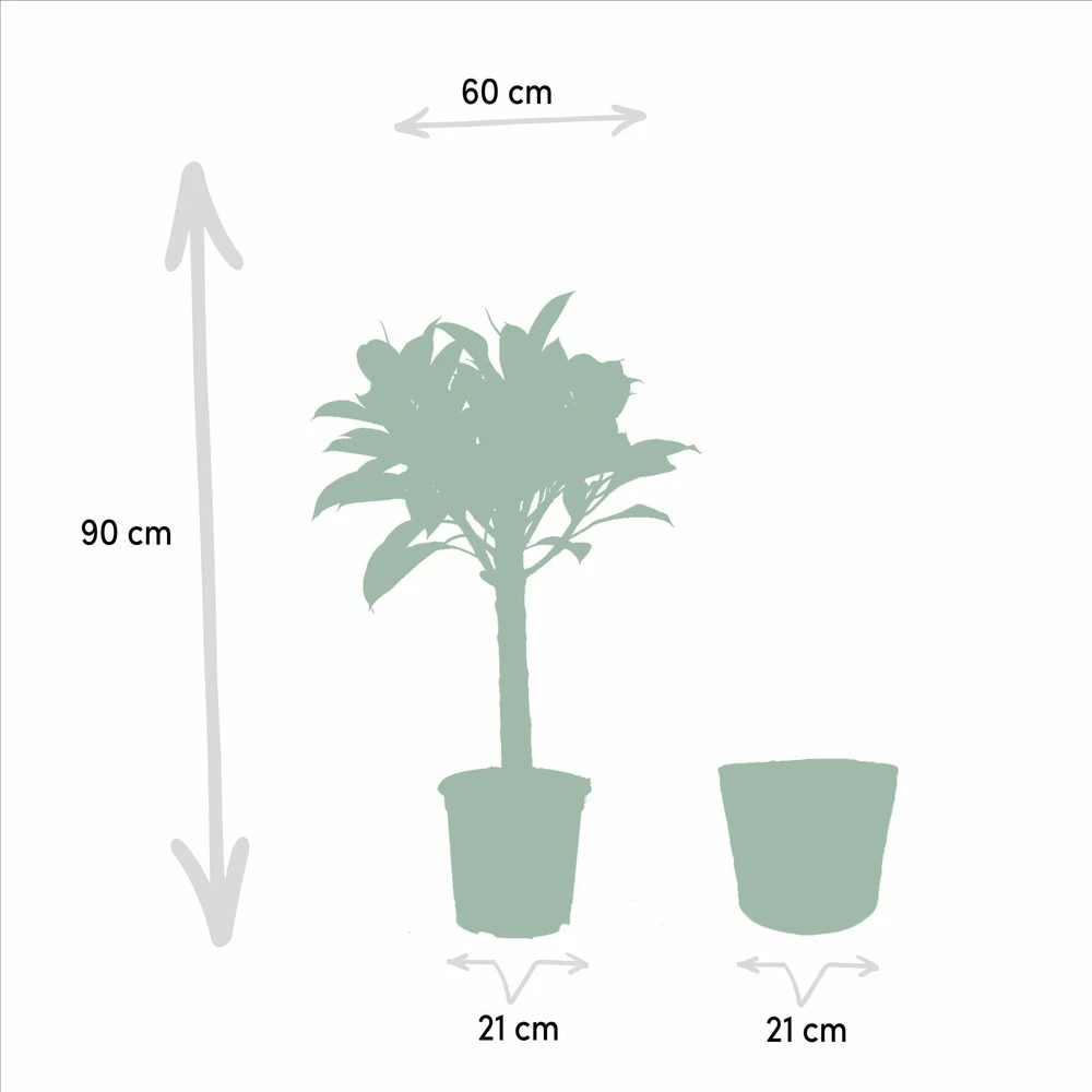 Ficus Elastica Melany, Ficus Benghalensis Audrey Et Leurs Paniers Noirs, Duo De Plantes - Grandes Plantes D'intérieur 7 Ficus Elastica Melany, Ficus Benghalensis Audrey Et Leurs Paniers Noirs, Duo De Plantes - Grandes Plantes D'intérieur – Image 5