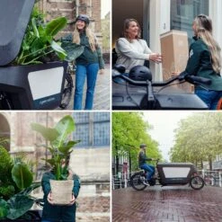 Rhipsalis Baccifera - H30cm, ø12cm - Plante D'intérieur Tombante 11 Rhipsalis Baccifera - H30cm, ø12cm - Plante D'intérieur Tombante -Terre et Verdure d3a5bef6d9799bb3