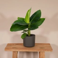 Bananier Nain Oriental - H25cm, ø12cm - Plante D'intérieur -Terre et Verdure d422fd7c19011e15