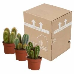 Cactus, Box De 3 Plantes - H15cm, ø10,5cm - Plantes D'intérieur -Terre et Verdure d459fa507b1fa377