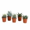 Gasteria, Haworthia, Box De 5 Plantes - H12cm, ø5,5cm - Plantes D'intérieur -Terre et Verdure d4b59224b05d0ca9