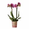 Orchidée Rose/violet Phalaenopsis - H35cm, ø9cm - Plante D'intérieur Fleurie -Terre et Verdure d545390cf1103aac