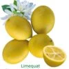 Limequat Bio Tailles:pot De 3 Litres, Hauteur 30/40 Cm 1 Limequat Bio Tailles:pot De 3 Litres, Hauteur 30/40 Cm -Terre et Verdure d5f61f2fcc042fb9