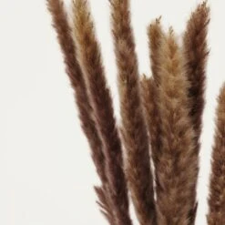 Plumeaux Plante Pampa Brun 70cm Lot De 12 -Terre et Verdure d64c68ea691770db