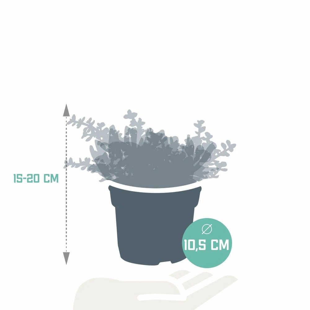 Crassula, Box De 3 Plantes - H15cm, ø10,5cm - Plantes D'intérieur 4 Crassula, Box De 3 Plantes - H15cm, ø10,5cm - Plantes D'intérieur – Image 2