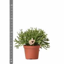 Rhipsalis Baccifera - H10cm, ø6cm - Plante D'intérieur 11 Rhipsalis Baccifera - H10cm, ø6cm - Plante D'intérieur -Terre et Verdure d8a9a5d59c839e84
