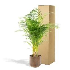 Palmier Areca Xl Et Son Cache-pot - H130cm, ø24cm - Très Grande Plante D'intérieur -Terre et Verdure d9205f92e239750e