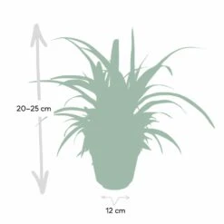Chlorophytum - H25cm, ø12cm - Plante D'intérieur -Terre et Verdure d954fc84ca9bd2b7
