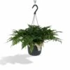 Humata Tyermannii - H20cm, ø17cm - Plante D'intérieur Tombante -Terre et Verdure db2d60907247349b