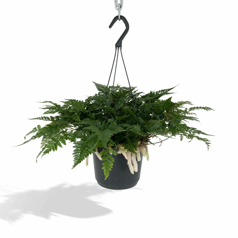 Humata Tyermannii - H20cm, ø17cm - Plante D'intérieur Tombante 3 Humata Tyermannii - H20cm, ø17cm - Plante D'intérieur Tombante