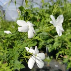Jasmin De Grasse' - Jasminum Grandiflorum 3l -Terre et Verdure db74d1bfad2ddd70