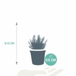 Succulentes, Box De 10 Plantes - H13cm, ø5,5cm - Plantes D'intérieur -Terre et Verdure dc07a917fd48e161