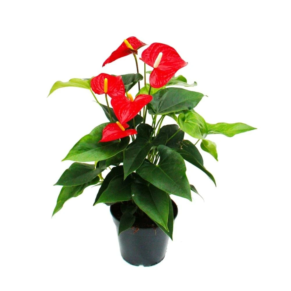 Flamant Flamant Rouge, Anthurium Anderanum, Pot De 17cm 3 Flamant Flamant Rouge, Anthurium Anderanum, Pot De 17cm