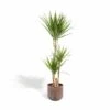 Dracaena Et Son Cache-pot Effet Rouille - H120cm, ø21cm - Très Grande Plante D'intérieur 2 Dracaena Et Son Cache-pot Effet Rouille - H120cm, ø21cm - Très Grande Plante D'intérieur -Terre et Verdure ddc31142aa539c86