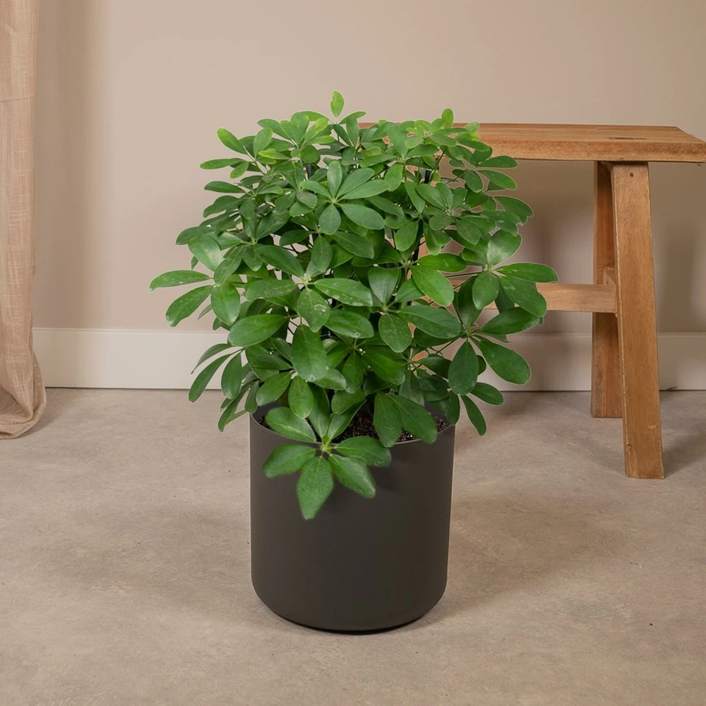 Schefflera Nora - H50cm, ø21cm - Plante D'intérieur 4 Schefflera Nora - H50cm, ø21cm - Plante D'intérieur – Image 2