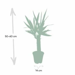 Yucca - H40cm, ø14cm - Plante D'intérieur -Terre et Verdure dfb4e1d60cd870d4