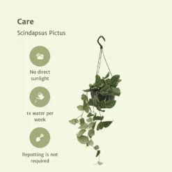 Pothos Scindapsus Pictus Epipremnum - H25cm, ø15cm - Plante D'intérieur Tombante -Terre et Verdure dfdf43585fea19d0