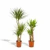 Yucca, Dracaena, Duo De Plantes - Grandes Plantes D'intérieur -Terre et Verdure dfeff878ac5be6f2
