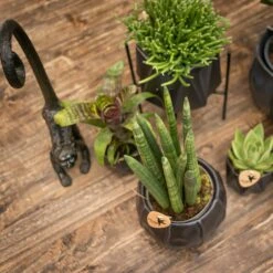 Rhipsalis Baccifera - H15cm, ø9cm - Plante D'intérieur -Terre et Verdure dffcfd3505b0b409