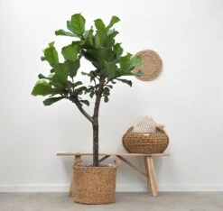 Ficus Lyrata Boom Xxl - H180cm, ø30cm - Très Grande Plante D'intérieur -Terre et Verdure e01f5941b230a1f8