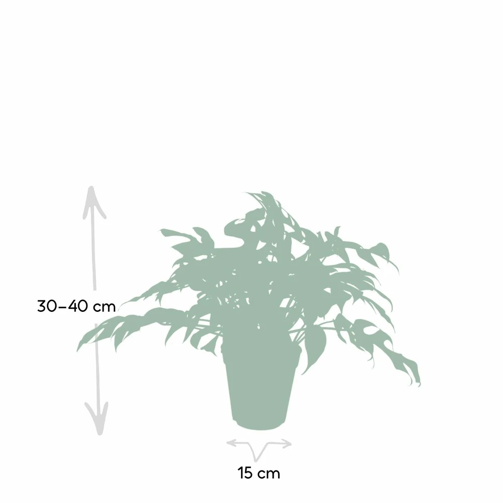 Monstera Minima - H25cm, ø15cm - Plante D'intérieur 6 Monstera Minima - H25cm, ø15cm - Plante D'intérieur – Image 4