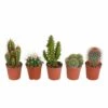 Cactus, Box De 5 Plantes - H8cm, ø5,5cm - Plantes D'intérieur 1 Cactus, Box De 5 Plantes - H8cm, ø5,5cm - Plantes D'intérieur -Terre et Verdure e13654ba58da4faa