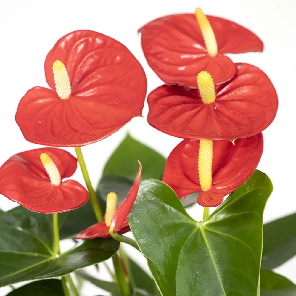 Anthurium Rouge - H40cm, ø12cm - Plante D'intérieur 5 Anthurium Rouge - H40cm, ø12cm - Plante D'intérieur – Image 3