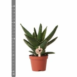 Aloe Brevifolia - H14cm, ø6cm - Plante D'intérieur Facile D'entretien -Terre et Verdure e4866a2fa84e2daf