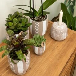 Echeveria Miranda - H13cm, ø9cm - Plante D'intérieur 9 Echeveria Miranda - H13cm, ø9cm - Plante D'intérieur -Terre et Verdure e48b09644112b9bd