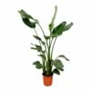 Strelitzia Nicolai Xl - H160cm, ø19cm - Très Grande Plante D'intérieur -Terre et Verdure e49eefd7c2870d89