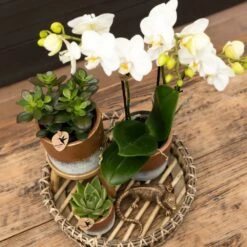 Crassula - H11cm, ø6cm - Plante D'intérieur -Terre et Verdure e55e4e7be620f4e2