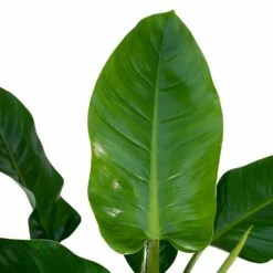 Philodendron Imperial Green - H65cm - ø19cm - Plante D'intérieur -Terre et Verdure e723cfe7a68afb1b