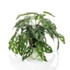 Emerald Buisson Monstera Artificiel Monkey 55 Cm En Pot -Terre et Verdure e82e64445abaadc5