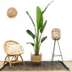 Strelitzia Augusta Xxl - H210cm, ø30cm - Très Grande Plante D'intérieur 8 Strelitzia Augusta Xxl - H210cm, ø30cm - Très Grande Plante D'intérieur -Terre et Verdure e83277b96848b0a0
